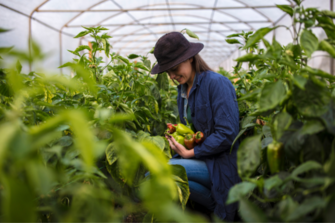 Agricultural Harvest photo